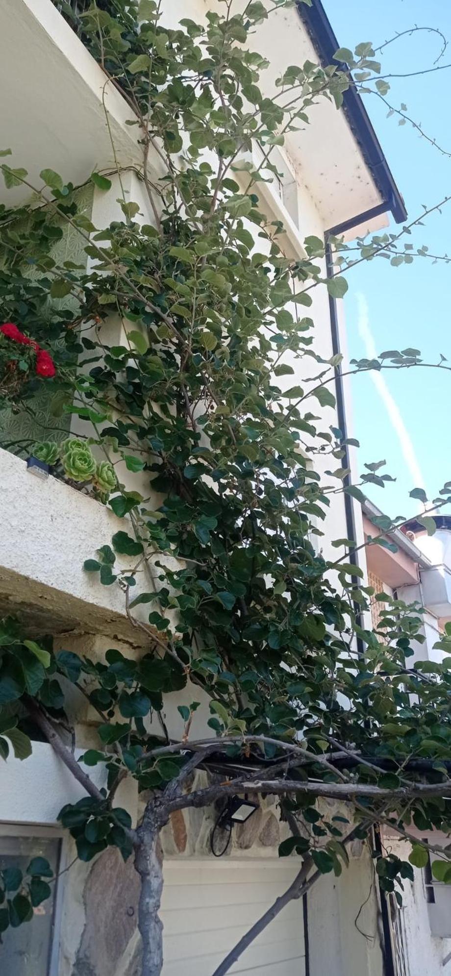 Alojamento Local Os Maias Мирандела Экстерьер фото